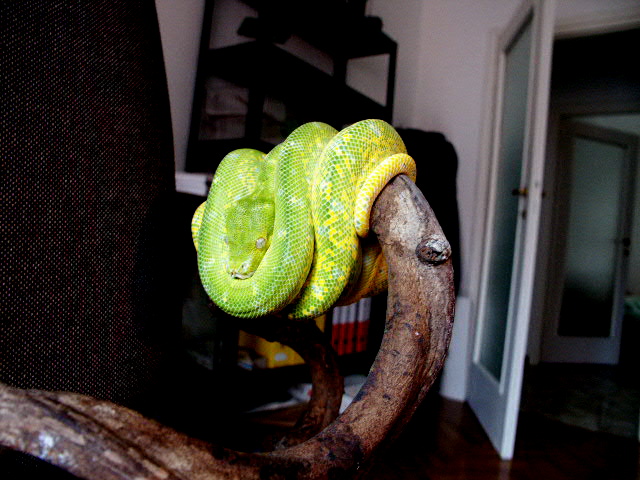 H.Y. Aru