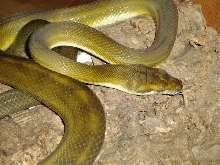 tanimbar female1