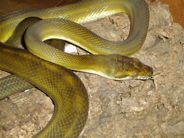 tanimbar female1