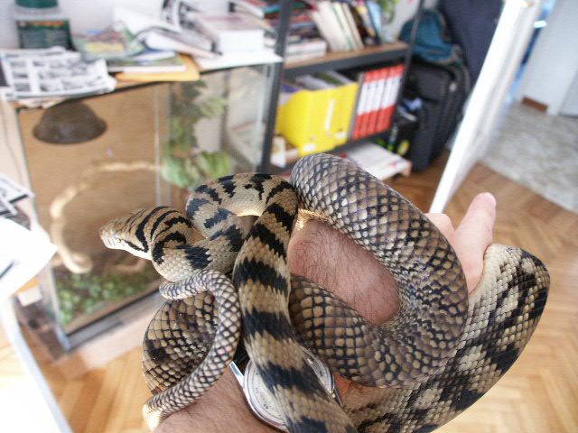 male bar-neck