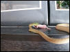 boiga cyanea