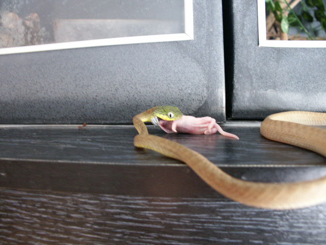 boiga cyanea