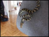 male bar-neck 3