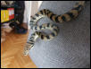 bar-neck male 4