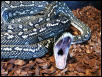 diamond female