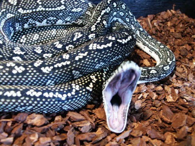 diamond female
