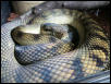 Female BN Scrub