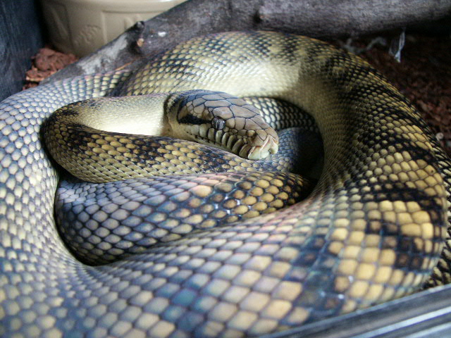 Female BN Scrub