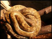 male merauke