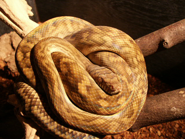 male merauke