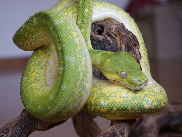 high-yellow aru