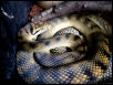 bar-neck female