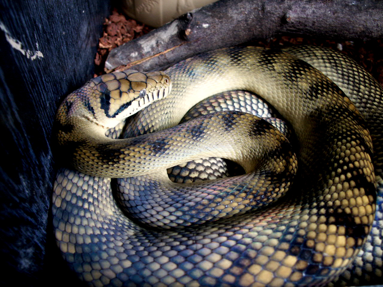 bar-neck female