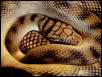 just shed