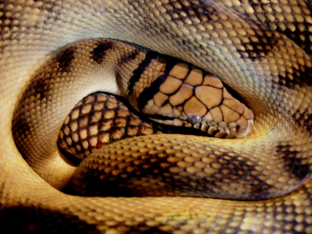 just shed