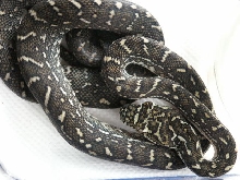 diamond python baby
