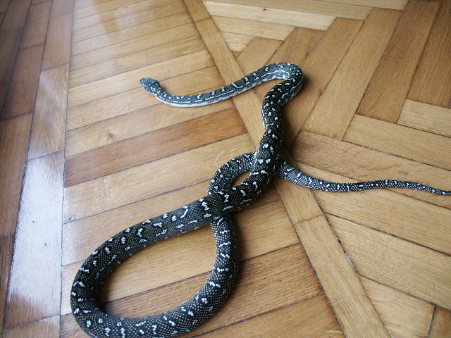 Diamond male