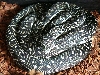 diamondpythonmale