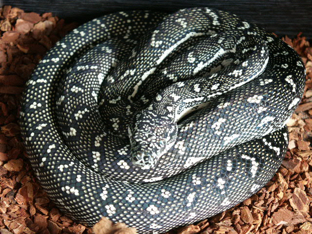 diamondpythonmale