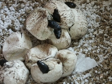 diamonds hatching