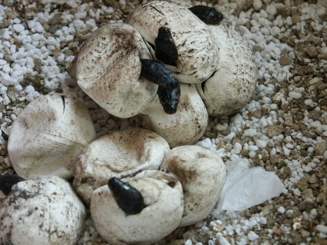 diamonds hatching