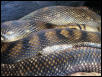gravid bar-neck