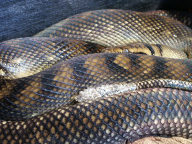 gravid bar-neck