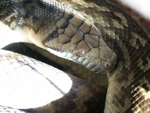 merauke female scrub