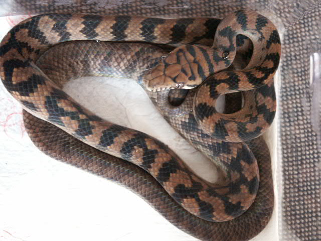 holdback2