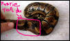paralysie of ball python