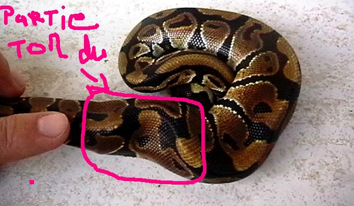 paralysie of ball python