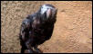 STRANGE AFRICAN GREY