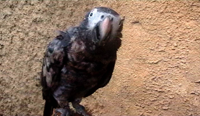 STRANGE AFRICAN GREY