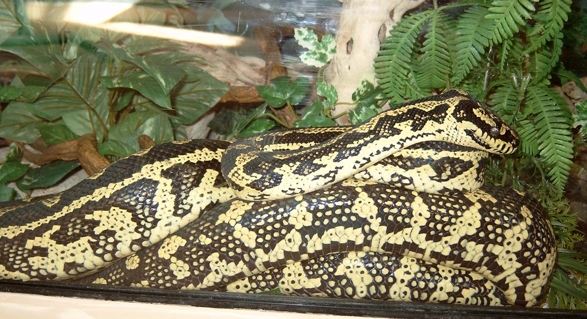 Bentley, just chillin