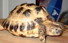 Trevor the tortoise