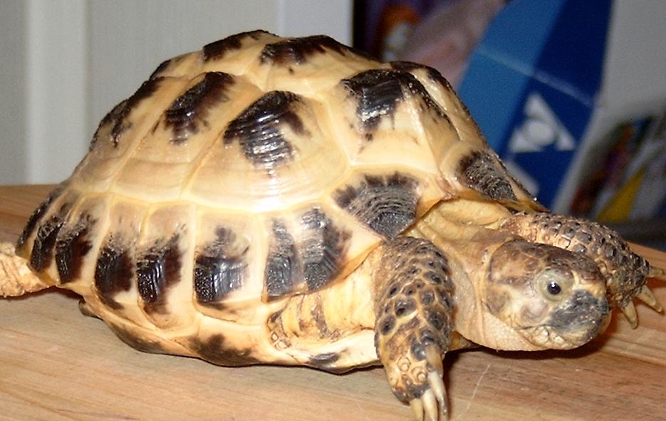 Trevor the tortoise