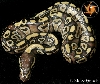 Mojave Spotnose??