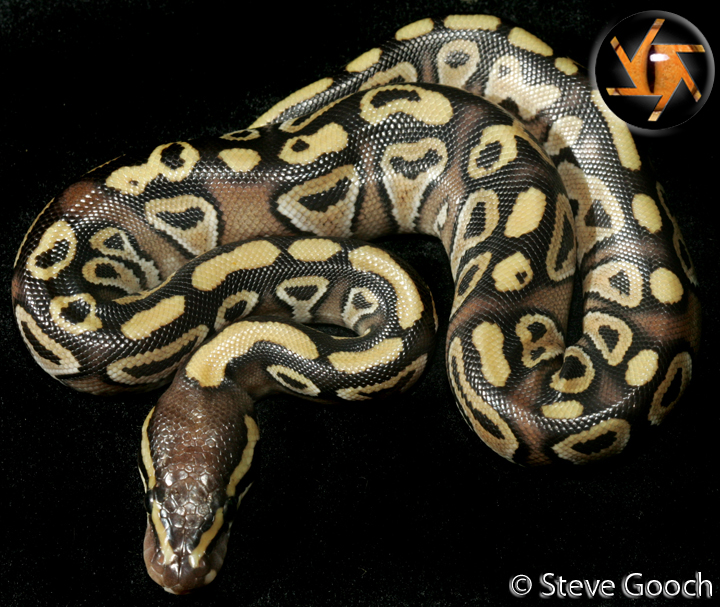 Mojave Spotnose??
