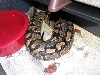 ovulation1