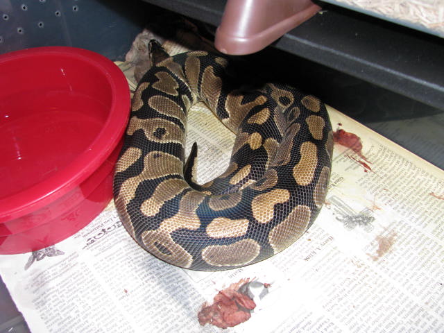 ovulation1