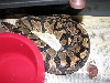 Ovulation2