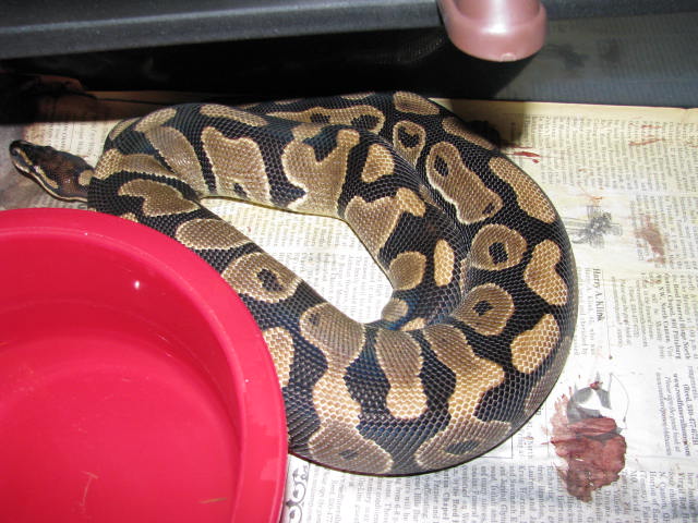 Ovulation2