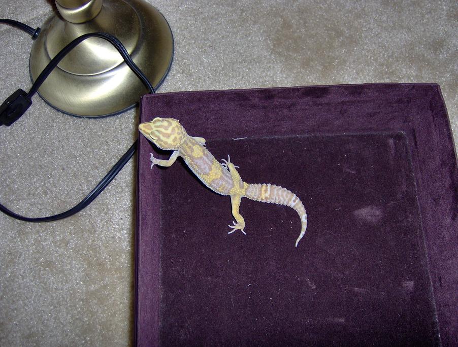 Albino Tremper F 1