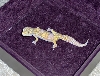 Tremper Albino F 2