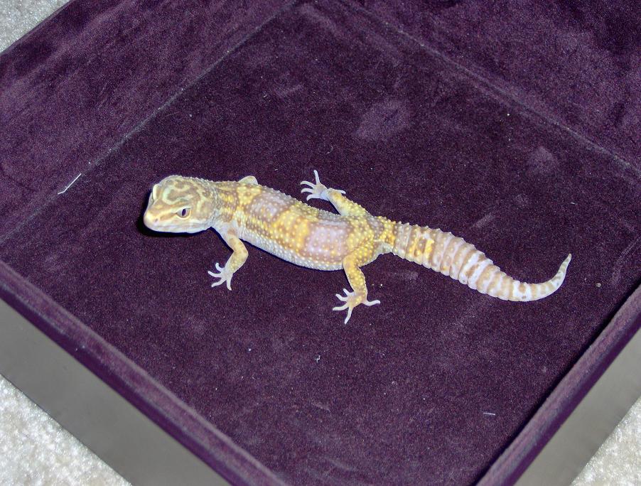 Tremper Albino F 2
