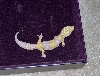 Tremper Albino F 3