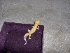 M Tremper Albino