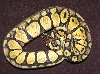 Pastel Female 2