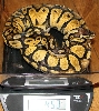 Pastel Female
