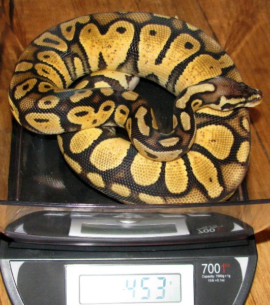 Pastel Female